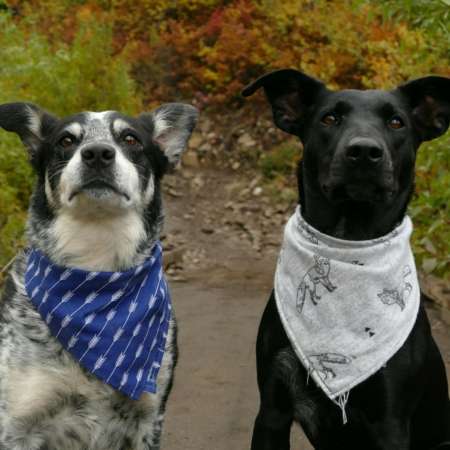 Sip and Sew Basic Sewing Class make a dog bandana. Mingle and Make Class